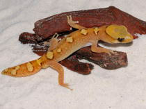 Diplodactylus galeatus